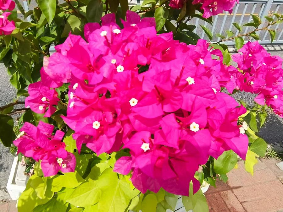 玫瑰:花卉(图42)