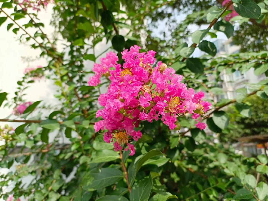 玫瑰:花卉(图45)