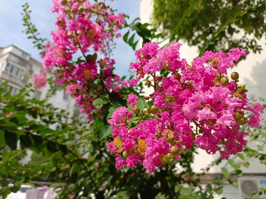 玫瑰:花卉(图46)