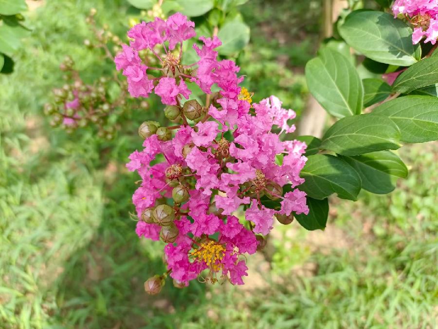 玫瑰:花卉(图47)