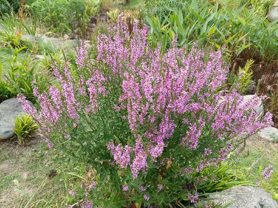 玫瑰:花卉(图50)
