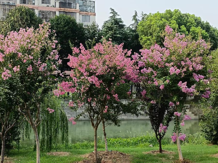 玫瑰:花卉(图51)