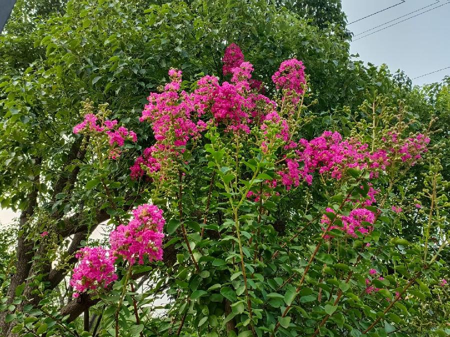 玫瑰:花卉(图49)