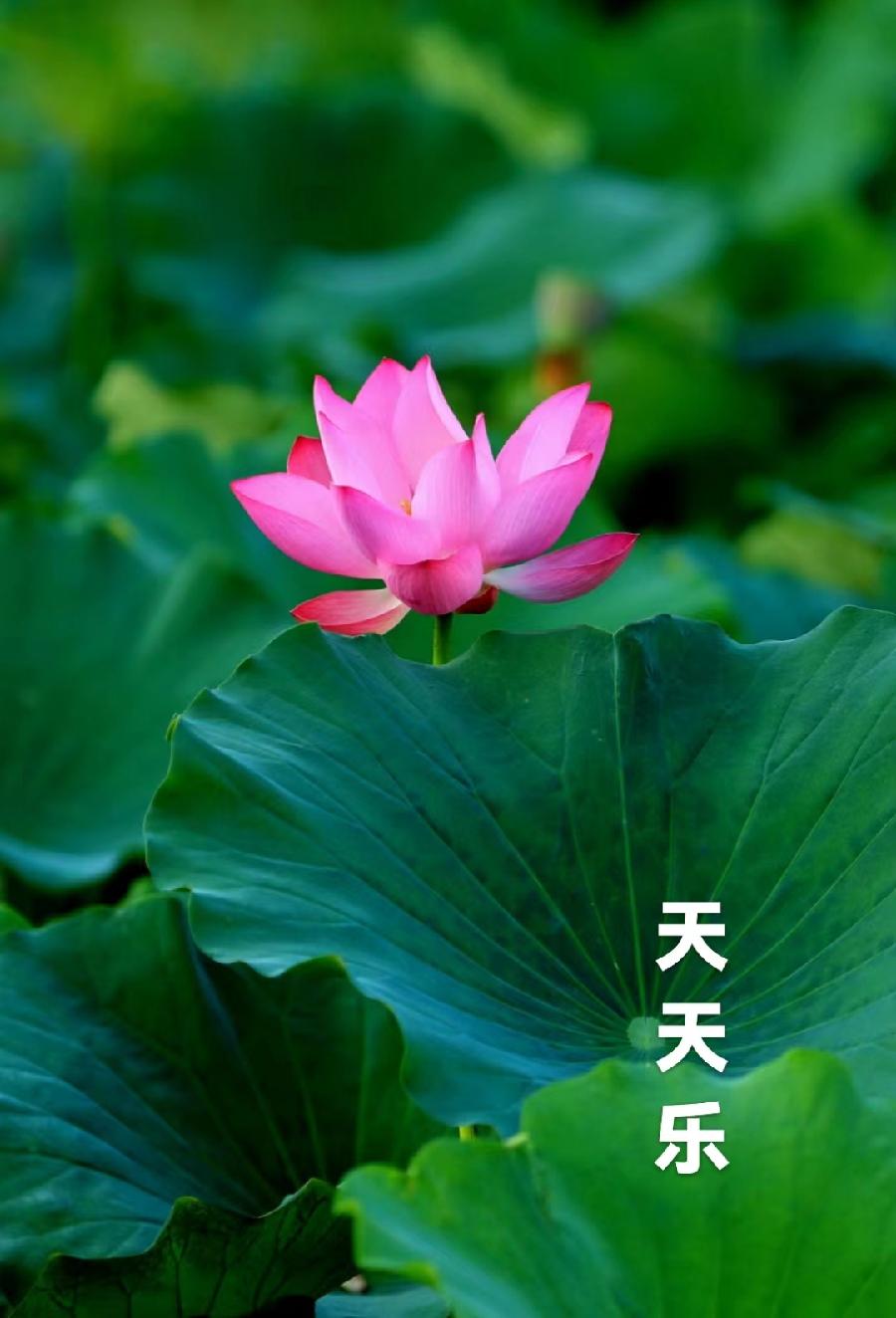 《故道文化•副刊》第二七一期：张荣岐古诗