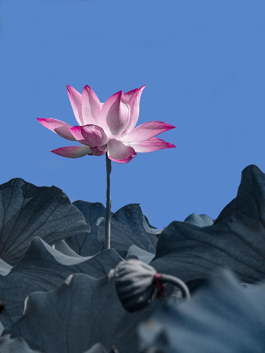 《故道文化•副刊》第二七一期：张荣岐古诗（图3）