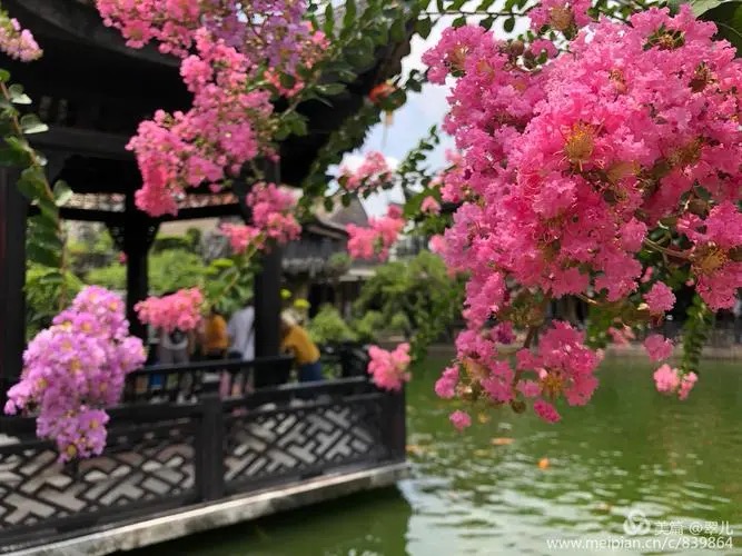 【新诗大观】绚烂的夏天||文/宋茂林