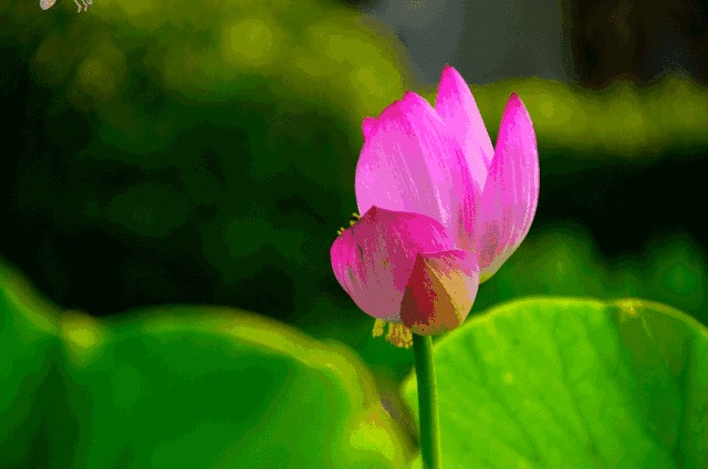 陈金茂｜看图写诗（67）回望昨日之星辰（三首）【冰心文化传媒】主编 冰心（图8）