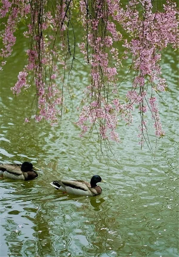 【华夏名篇】分享王玉良《乡村一一夏日欢歌》请欣赏（图14）