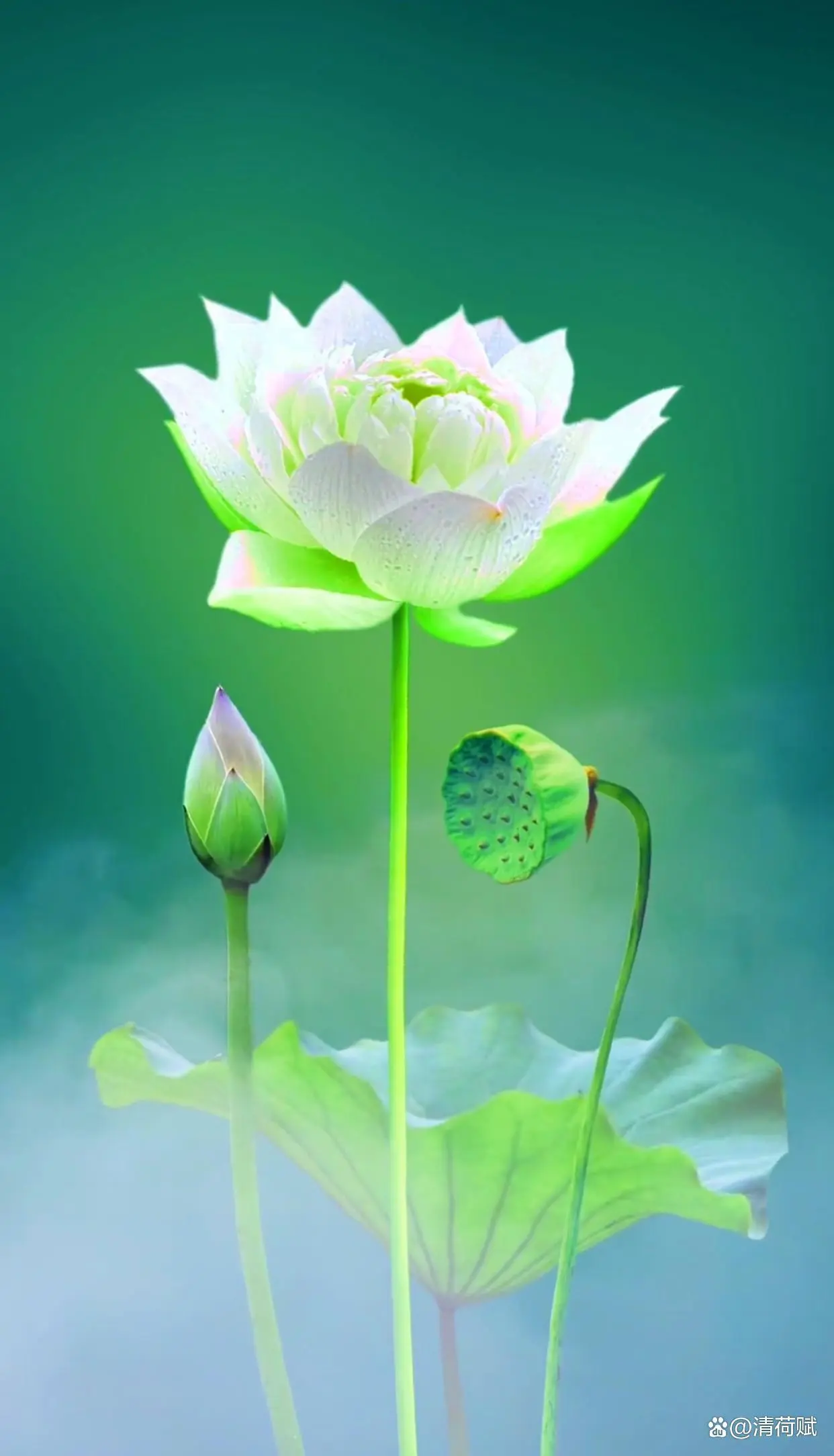【华夏名篇】分享（鲁者）肖树民组诗请欣赏（图19）