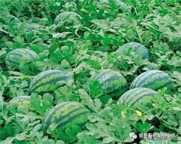 推荐丨【神州源流诗苑】第703期[优秀近体诗]周刊（图10）