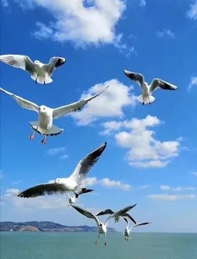 雨杉诗歌《海之恋（之四）沐浴在夕阳里》主播：梅竹 编辑：小鱼儿 【北疆头条】（第259期）（图5）