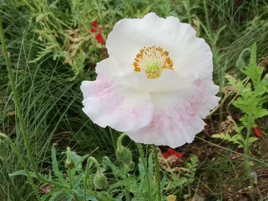 玫瑰:盛开的虞美人(图13)