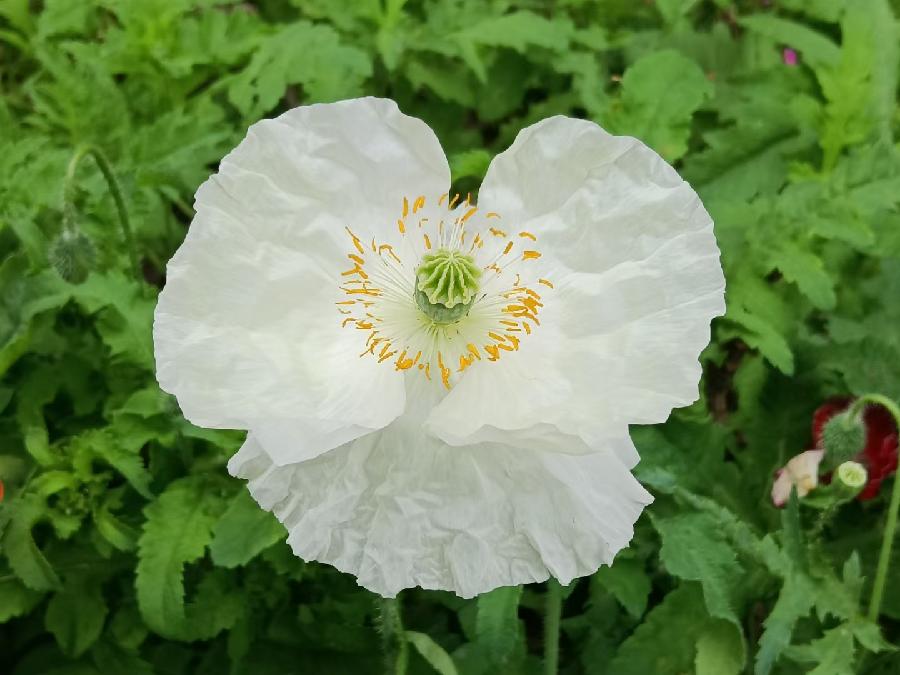 玫瑰:盛开的虞美人(图20)