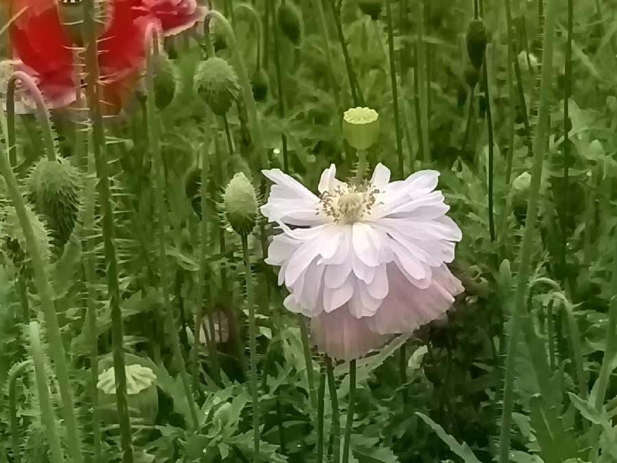 玫瑰:盛开的虞美人(图26)