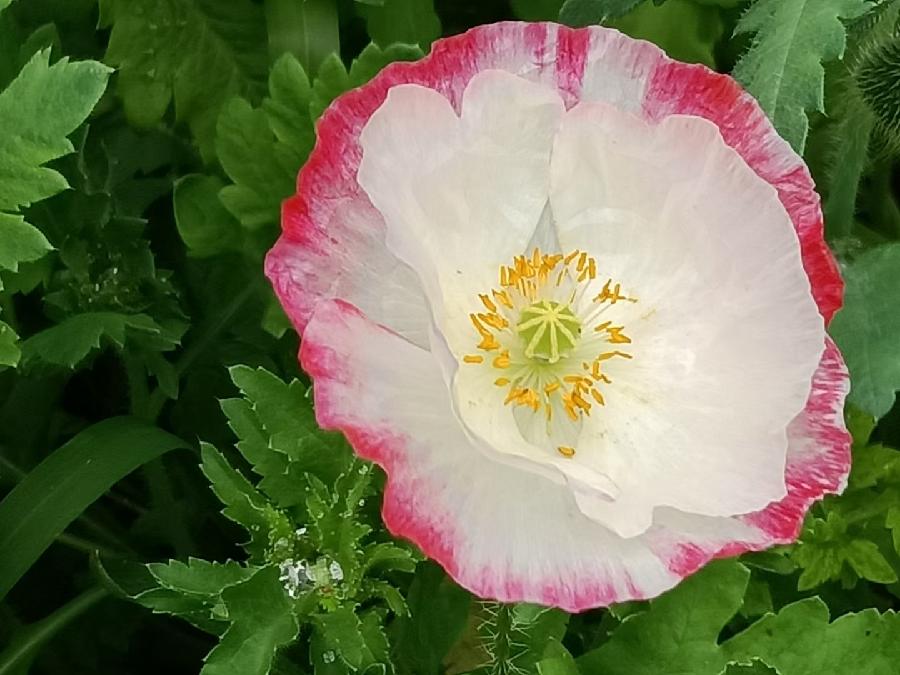 玫瑰:盛开的虞美人(图24)