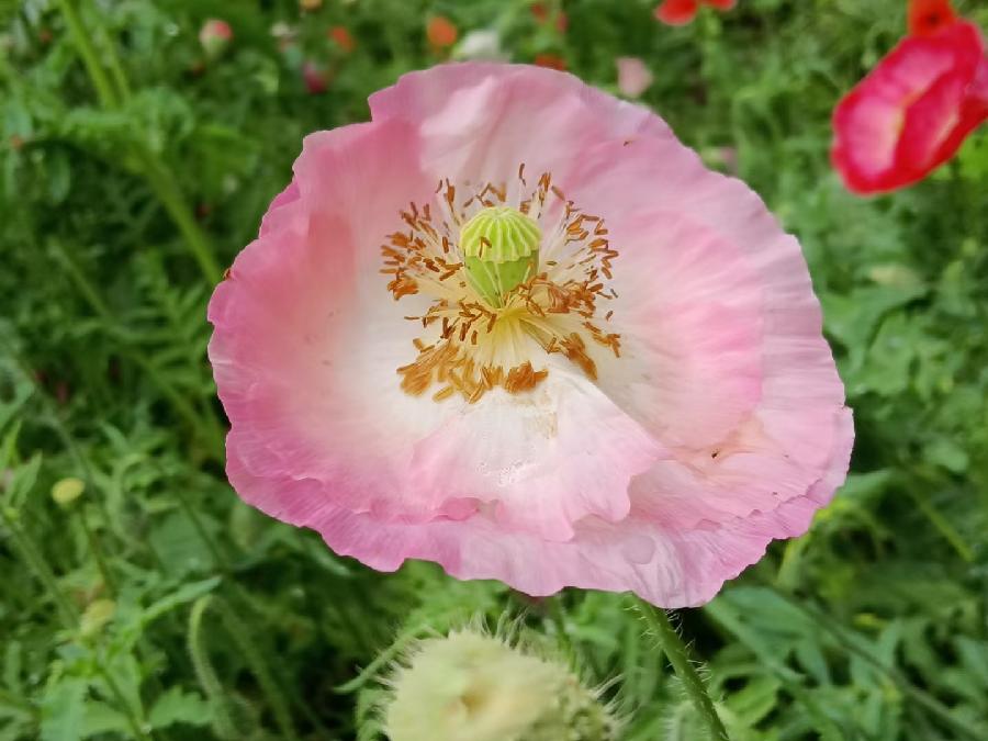 玫瑰:盛开的虞美人(图41)