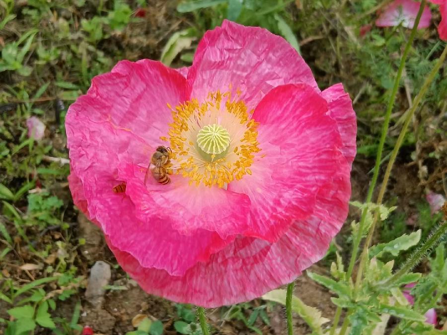 玫瑰:盛开的虞美人(图52)