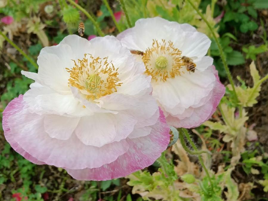 玫瑰:盛开的虞美人(图51)