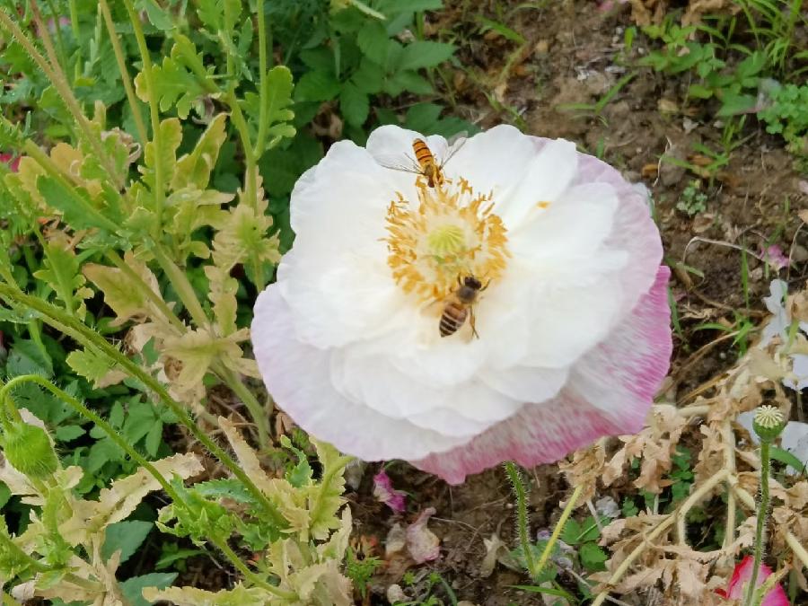 玫瑰:盛开的虞美人(图50)