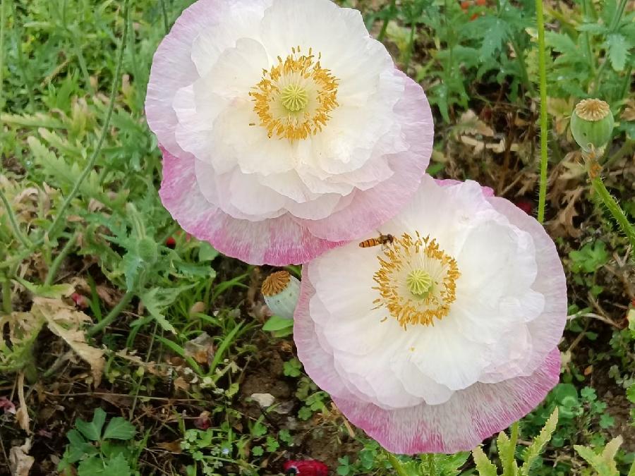 玫瑰:盛开的虞美人(图54)
