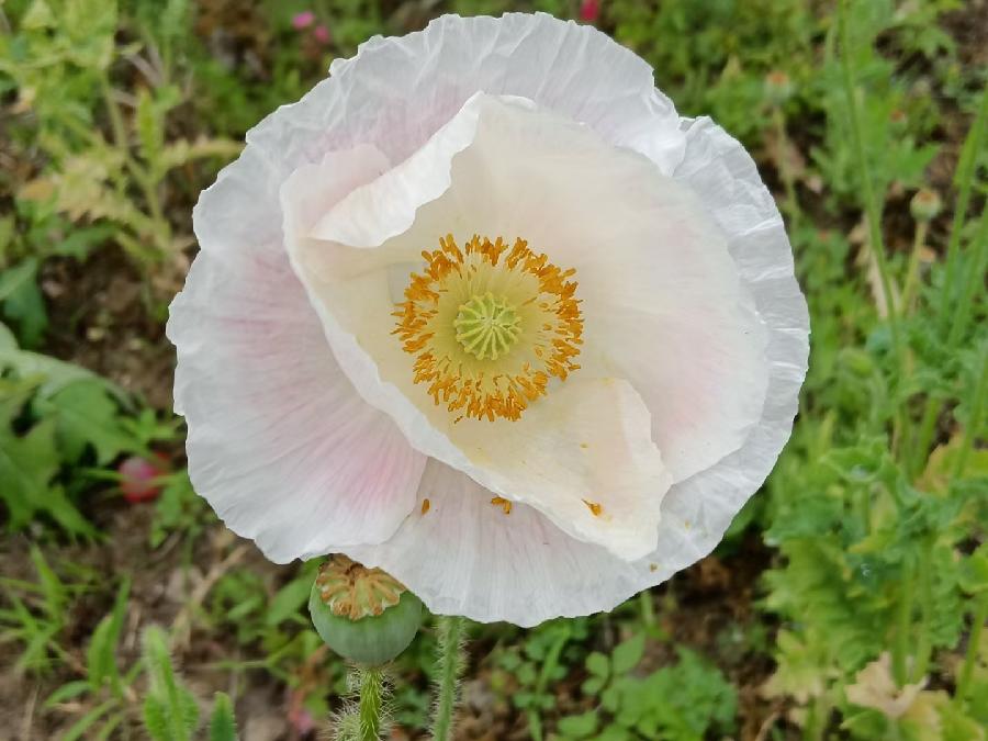 玫瑰:盛开的虞美人(图56)