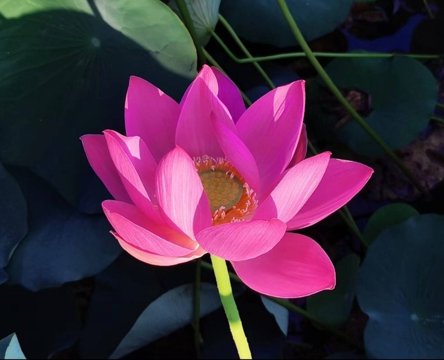 七律 红荷赞（新韵）‖ 文/原金荣（图4）