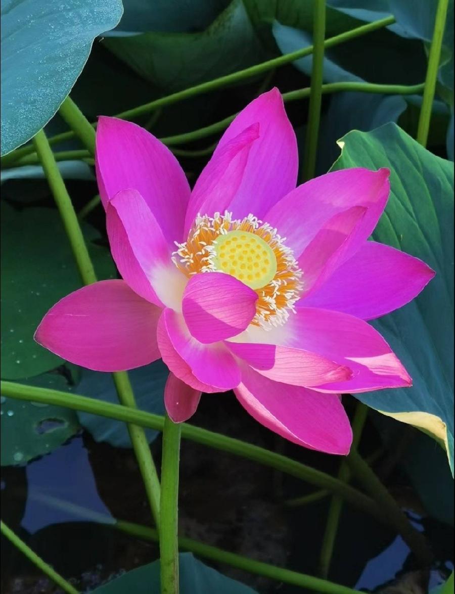 七律 红荷赞（新韵）‖ 文/原金荣（图2）