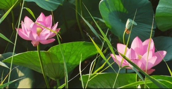 七律 红荷赞（新韵）‖ 文/原金荣（图5）