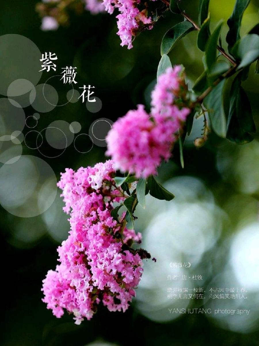 【九江文学社：北京头条】李杰老师佳作欣赏（图2）