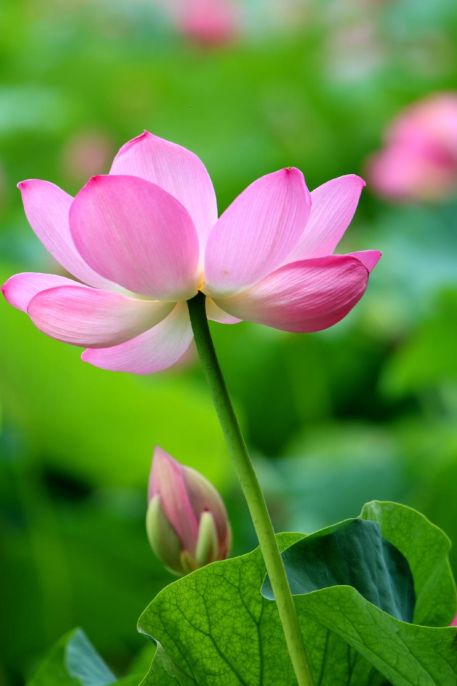 李春生:映日荷花别样红(图3)