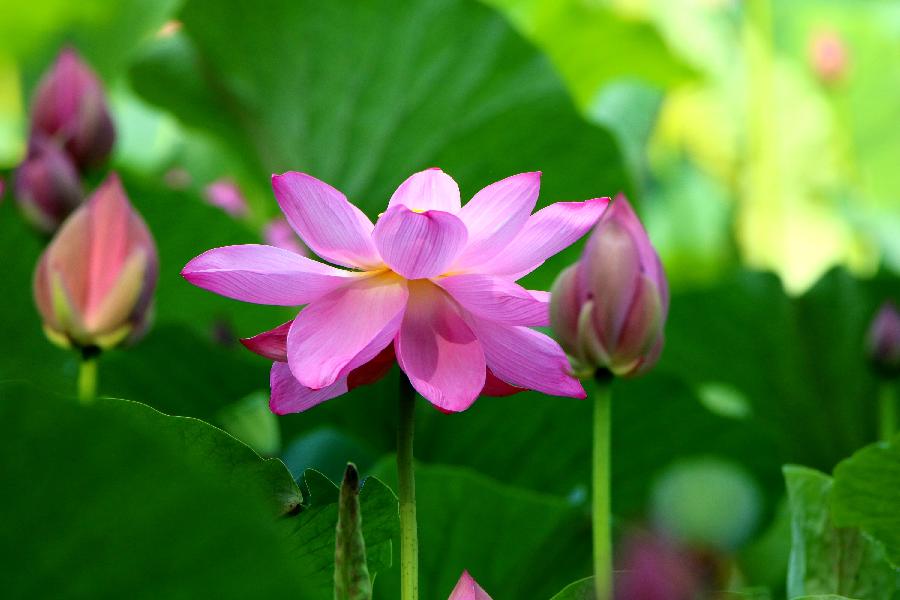李春生:映日荷花别样红(图10)
