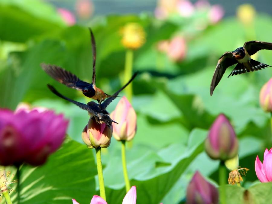 李春生:映日荷花别样红(图14)