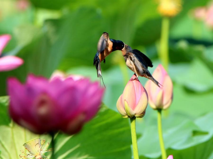 李春生:映日荷花别样红(图19)