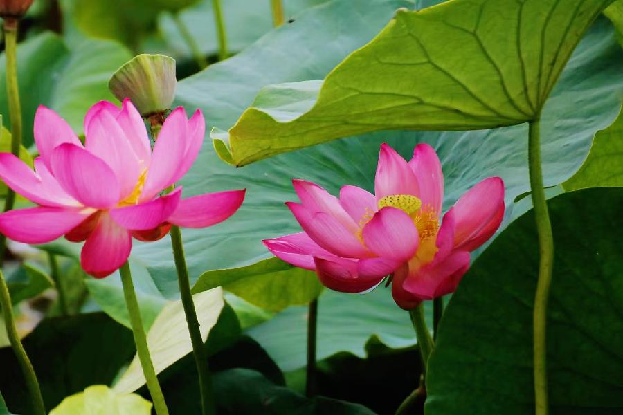 李春生:映日荷花别样红(图23)