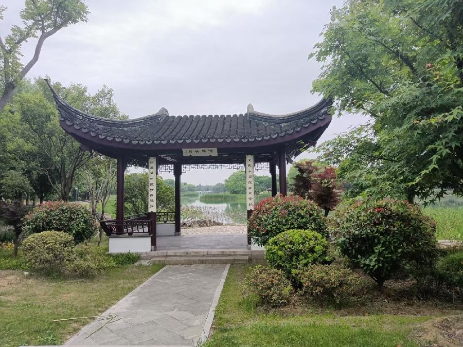玫瑰:盛开的虞美人(图63)