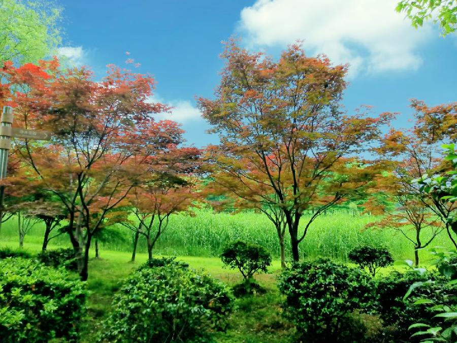 玫瑰:盛开的虞美人(图66)
