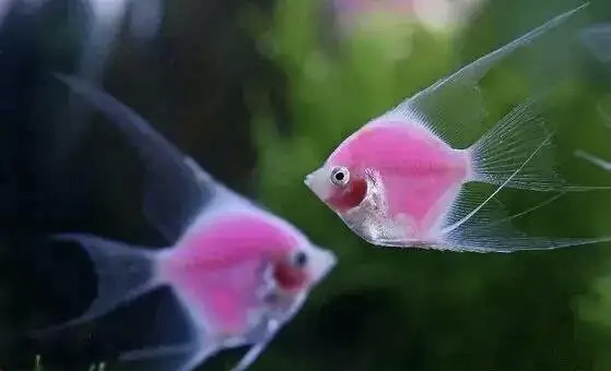 【新诗大观】永恒的爱情||文/花惜柔||诵/李保红(图2)