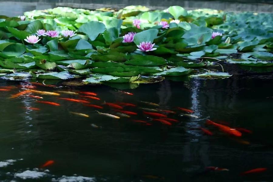 咏夏二首 文／山乡（湖北）【冰心文化传媒】（图3）