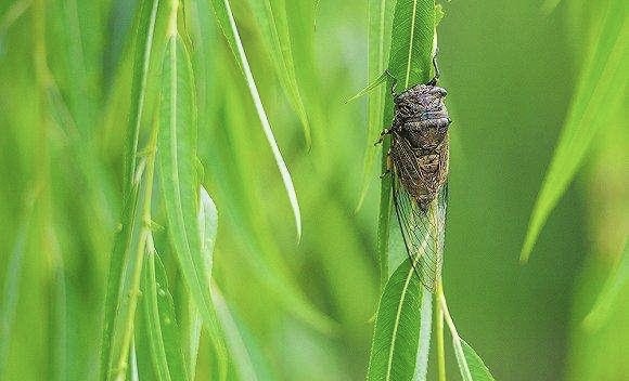 【新诗大观】夏雨（微诗五首）||文/金粉玉蝶（图2）
