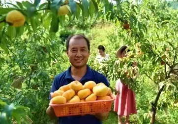 河南鲁山：老乡喊你吃蟠桃