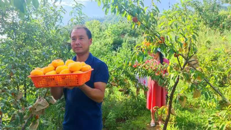 河南鲁山：老乡喊你吃蟠桃（图3）