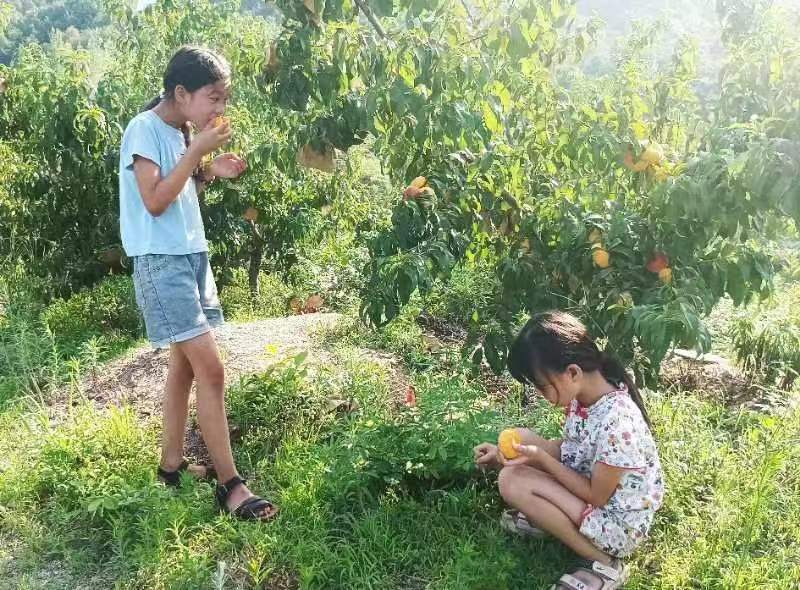河南鲁山：老乡喊你吃蟠桃（图2）
