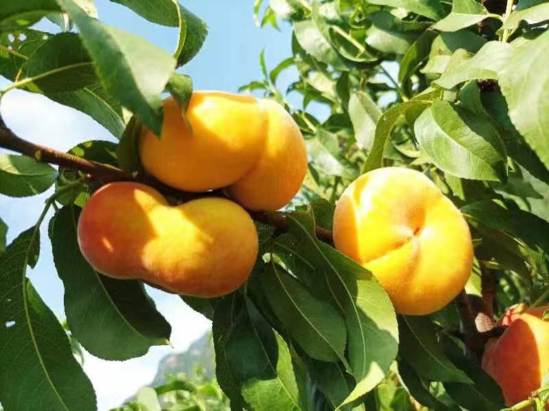 河南鲁山：老乡喊你吃蟠桃（图4）