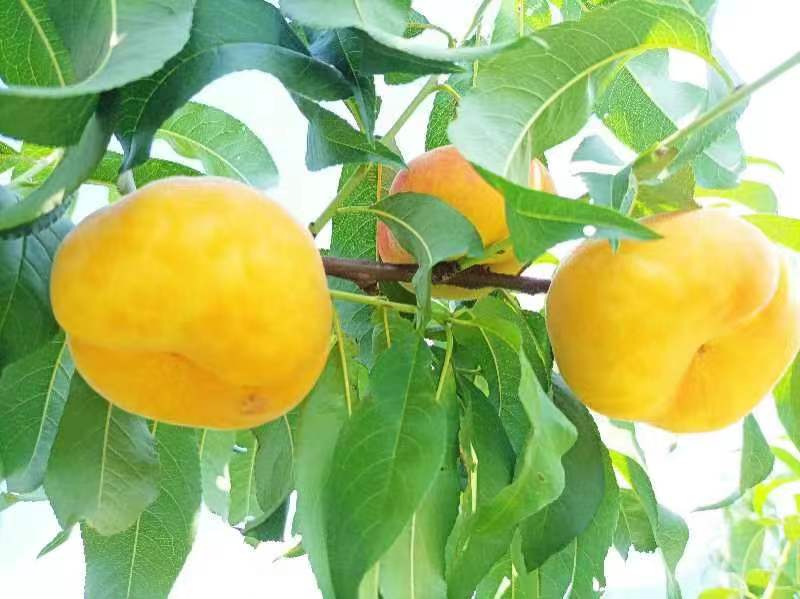 河南鲁山：老乡喊你吃蟠桃（图6）