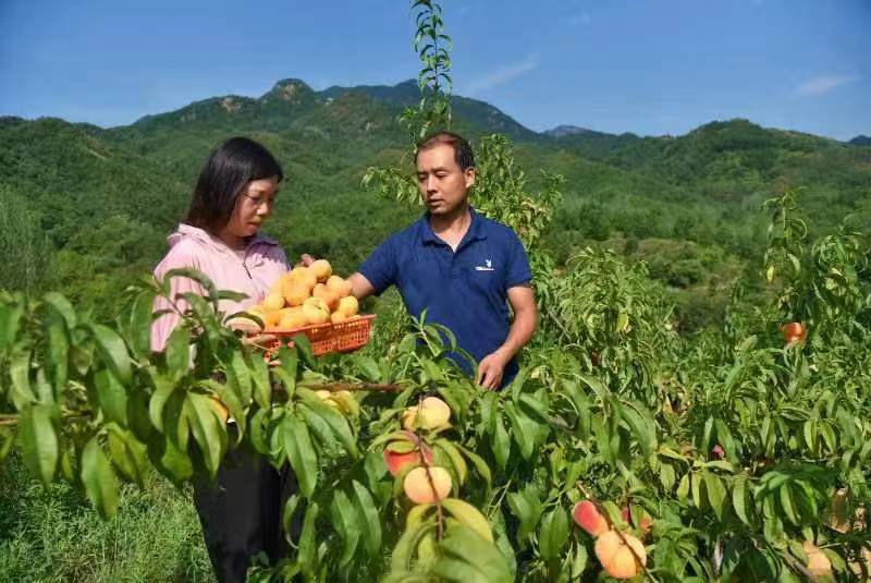 河南鲁山：老乡喊你吃蟠桃（图5）