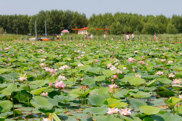 刘耀南:水调歌头·肇源西海湿地赏荷(图4)