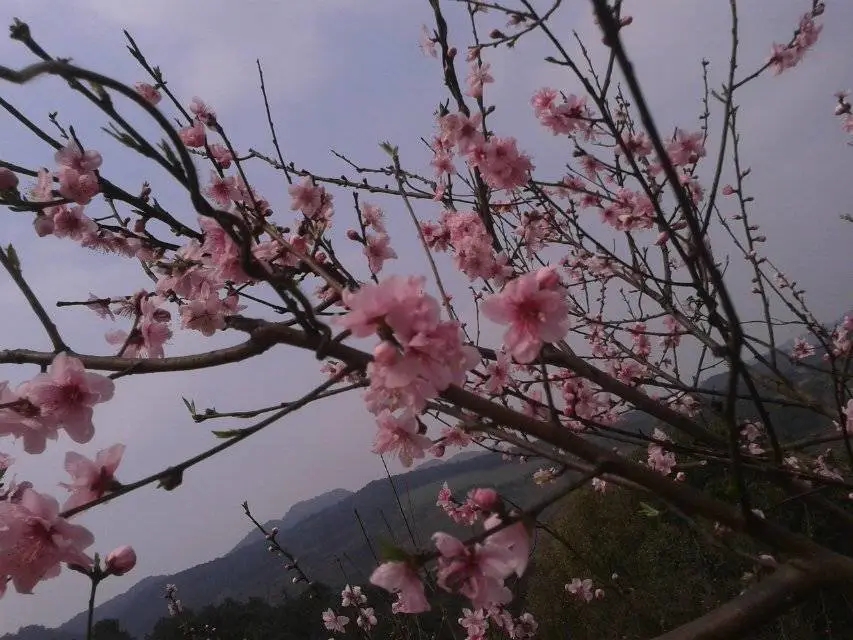 《四季吟花》作者：黄华元（图2）
