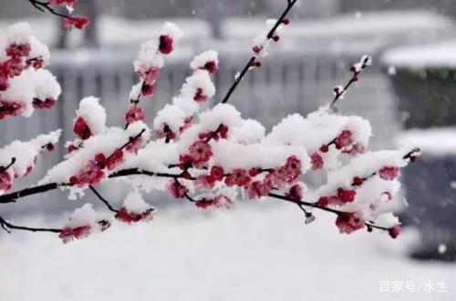 《四季吟花》作者：黄华元（图5）