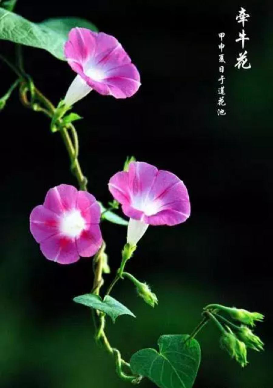 彤星诗两首 主播：瑞雪丰年 编辑：小鱼儿 【北疆头条】（第260期）（图2）
