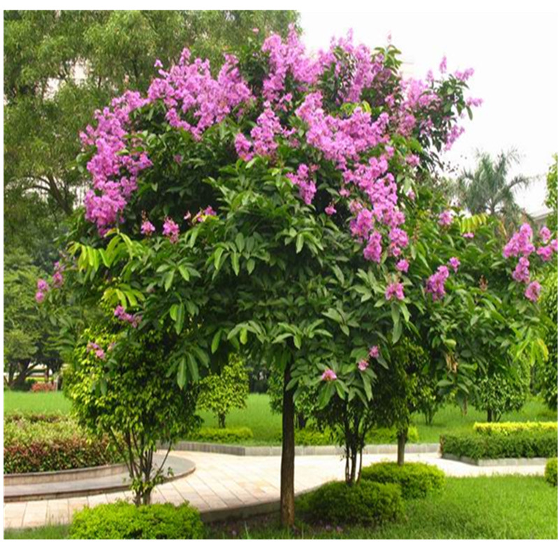 星火诗社九十二期梁同余个人专辑《百花争艳,百韵同辉》(图12)